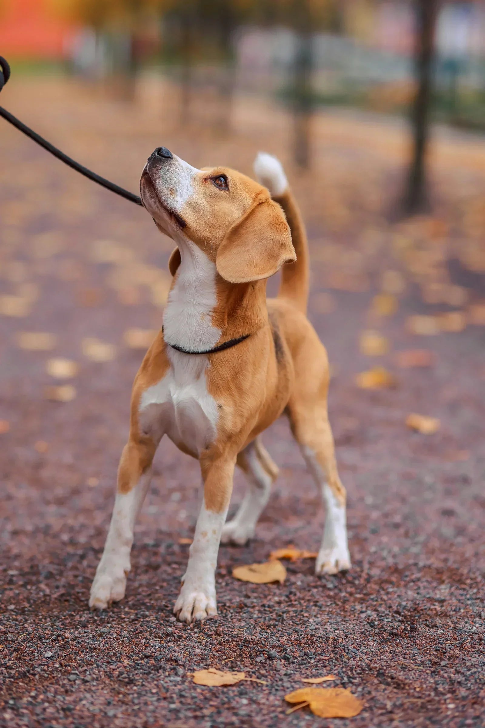 The Best Dog-Friendly Trails & Parks in Barrie, Ontario Local Dog Walker’s Picks