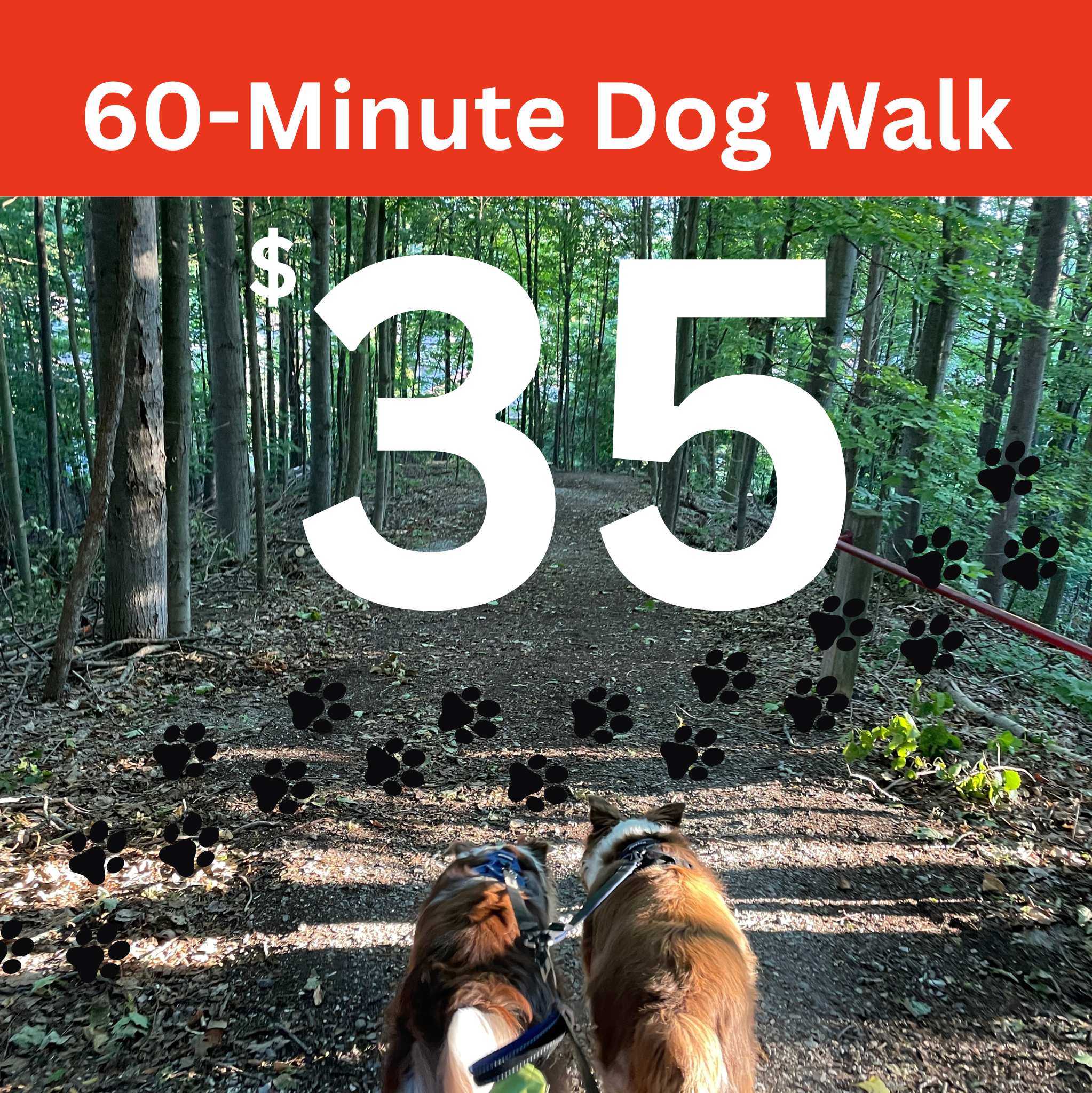 60-Minute Dog Walk