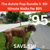 Active Pup Pack  3 x 60-Minute Walks for $95